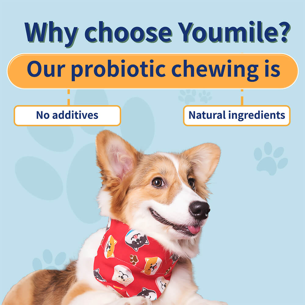 Dog Probiotic Soft Chews Support Digestive Health & Gut Flora Balance - 120 Count