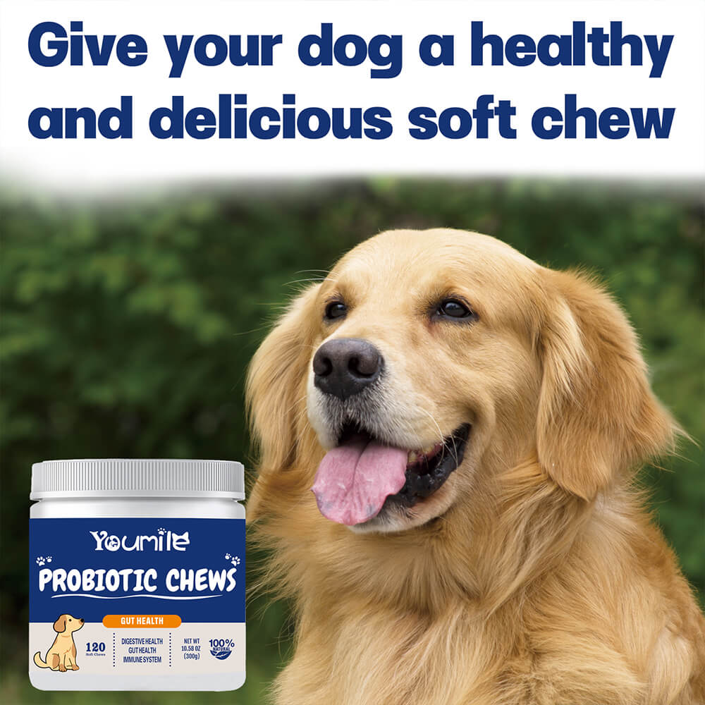 Dog Probiotic Soft Chews Support Digestive Health & Gut Flora Balance - 120 Count