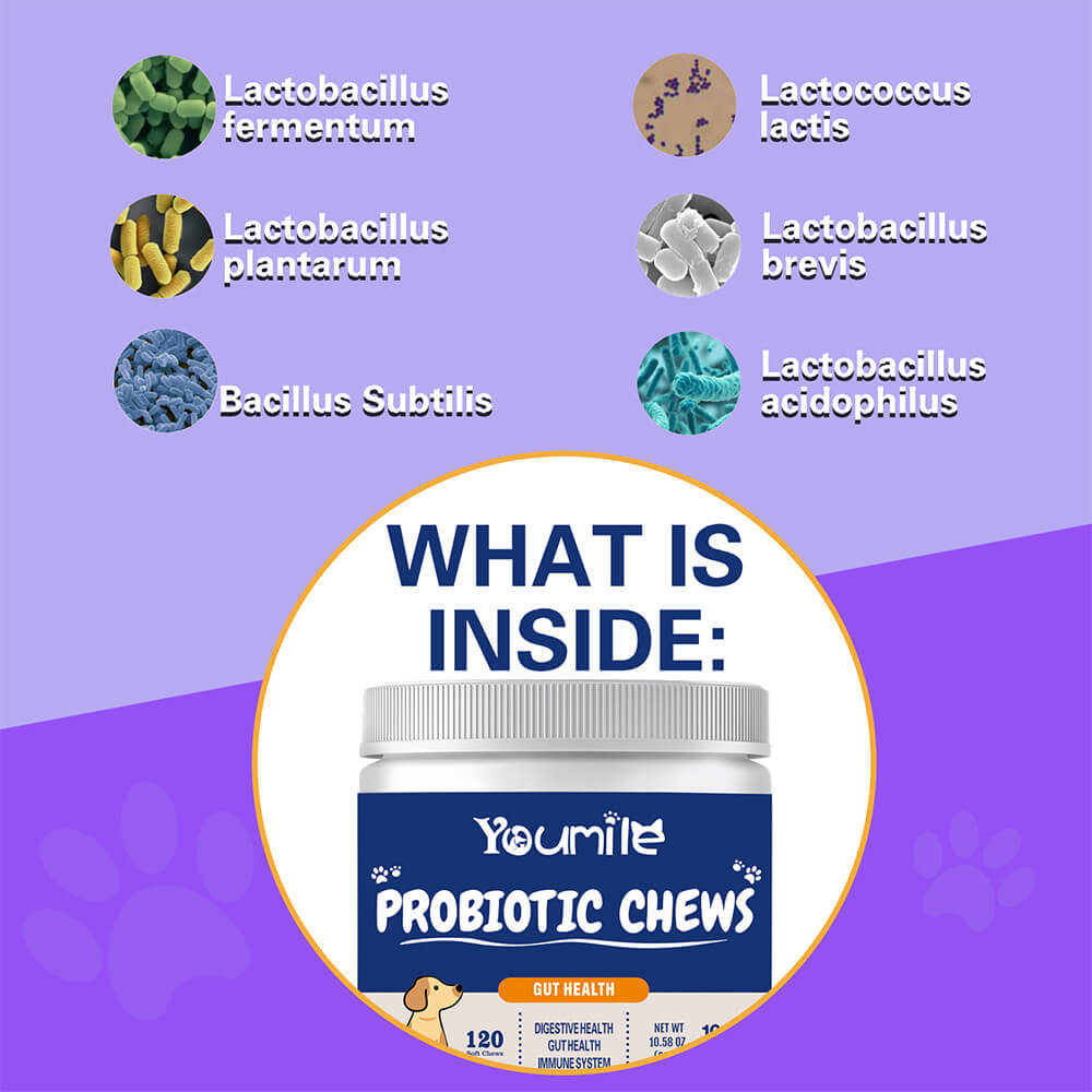 Dog Probiotic Soft Chews Support Digestive Health & Gut Flora Balance - 120 Count
