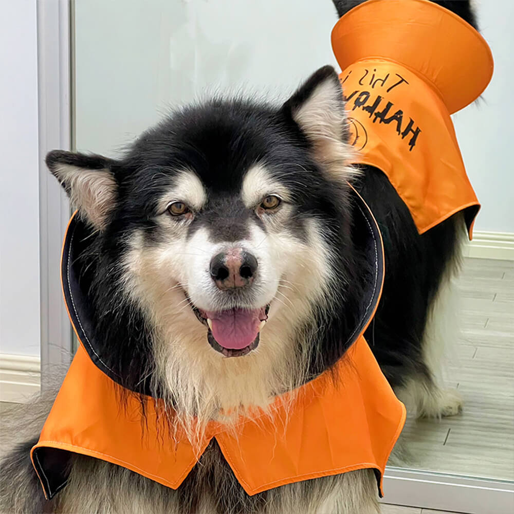 Costume d'aile de chauve-souris d'Halloween, cape de chauve-souris pour chien