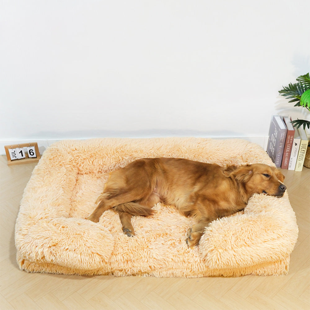 Offrez à votre ami à quatre pattes