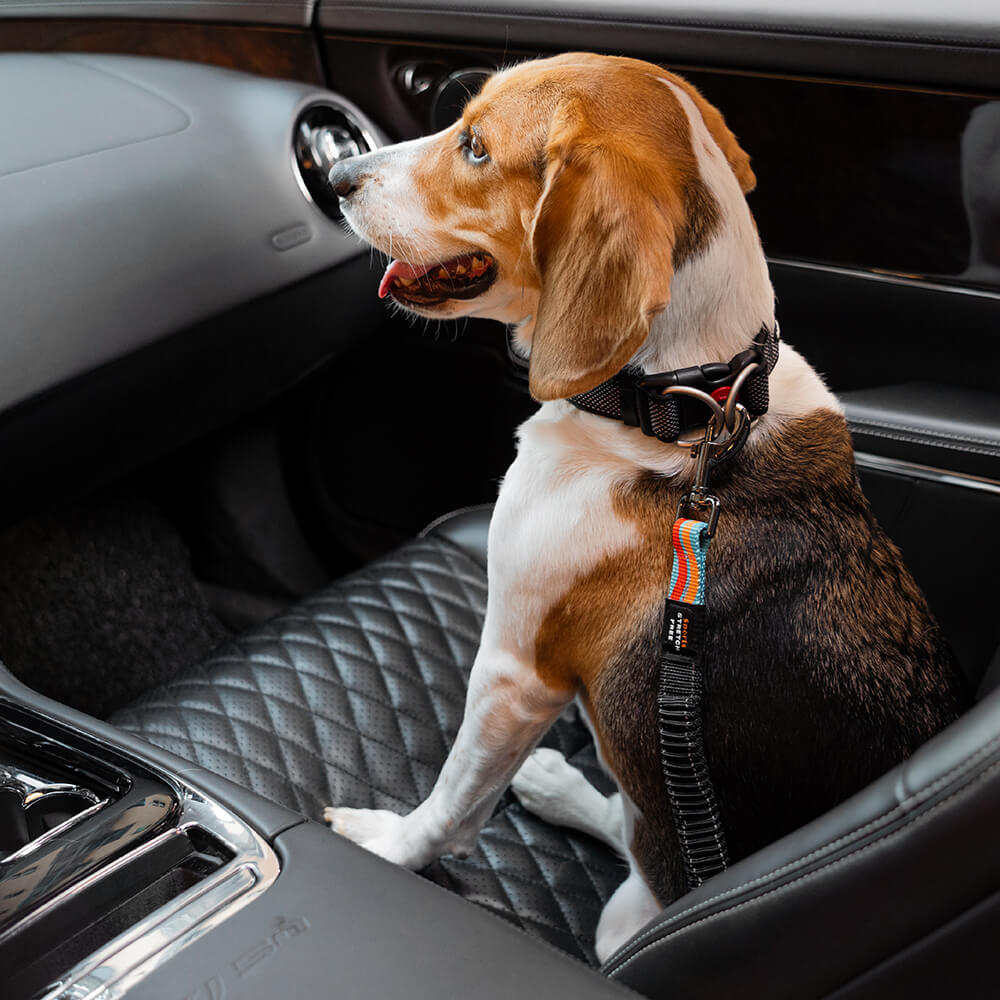 Ceinture de sécurité pour chien réglable et colorée12