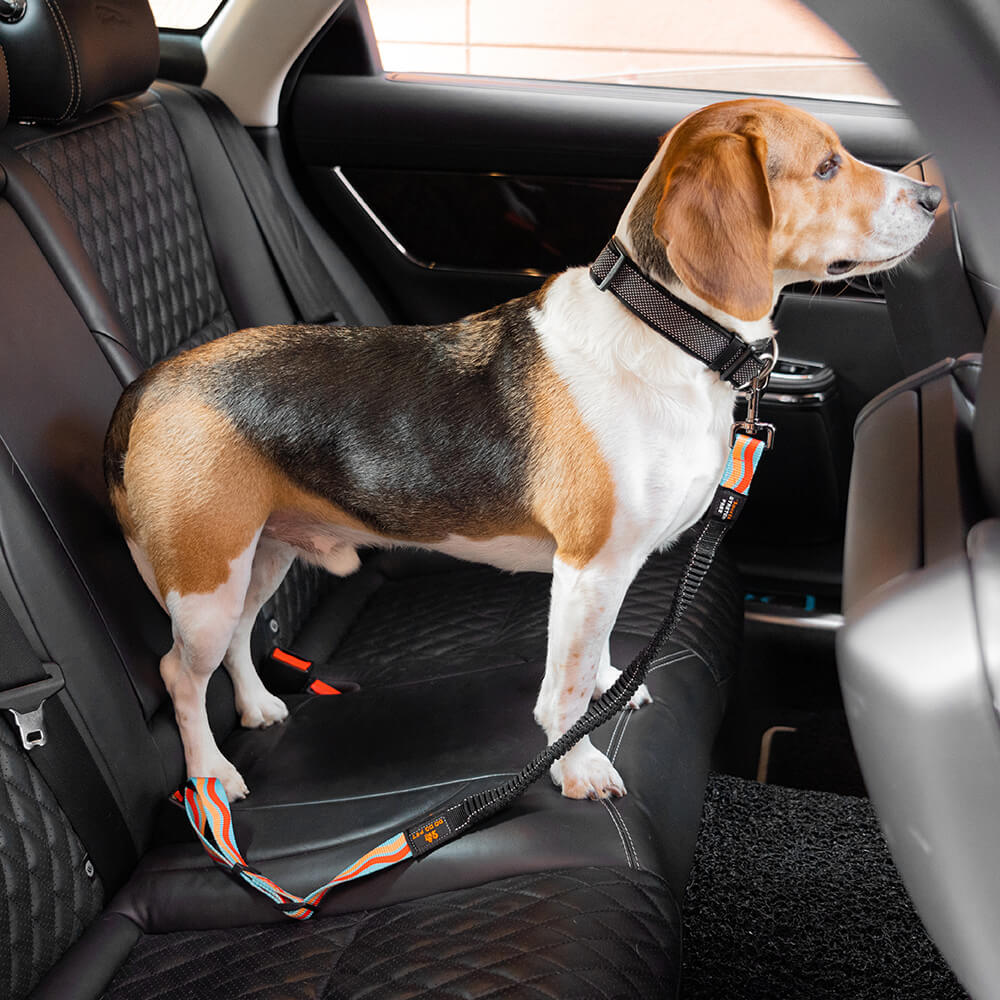 Ceinture de sécurité pour chien réglable et colorée12
