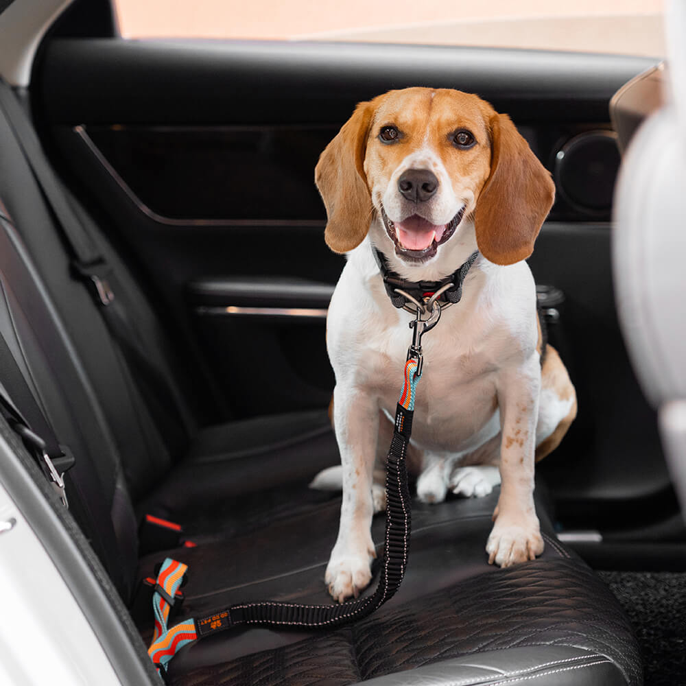 Ceinture de sécurité pour chien réglable et colorée12