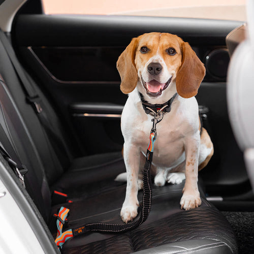 Ceinture de sécurité pour chien réglable et colorée12