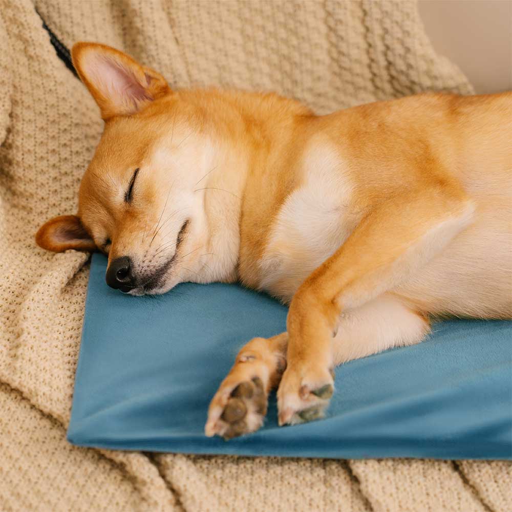 Coussin chauffant électrique pour animaux de compagnie, imperméable et résistant aux morsures - Chaleur sûre