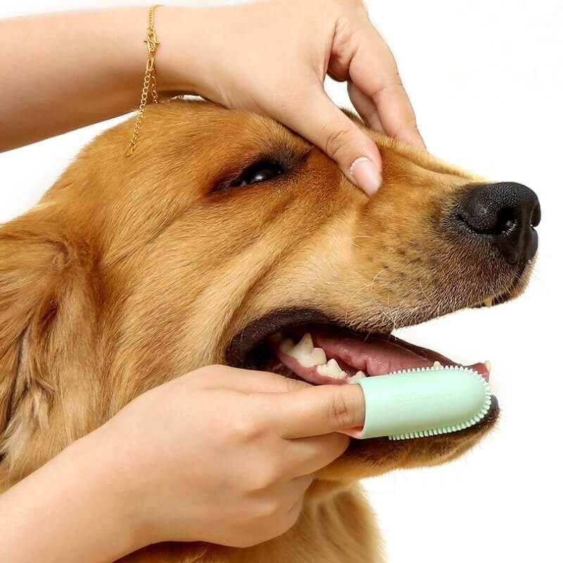 Tierzahnbürste Fingerzahnbürste zur Zahnreinigung