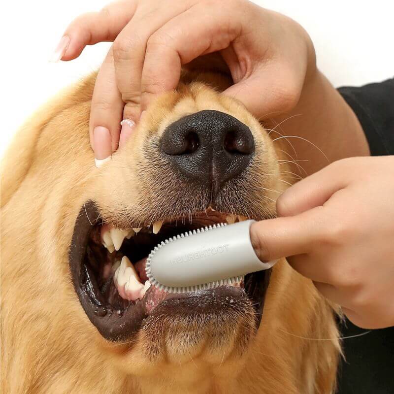Tierzahnbürste Fingerzahnbürste zur Zahnreinigung